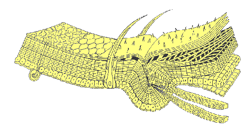 <p>Integument</p>