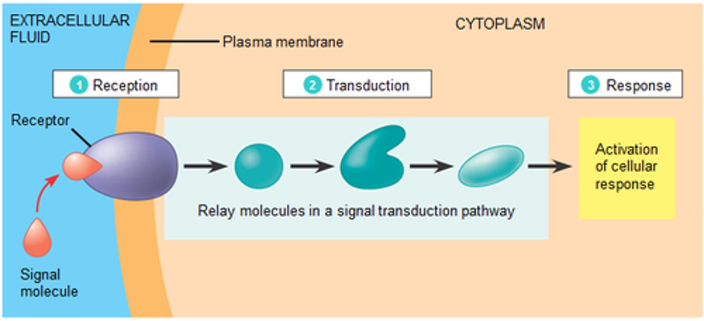 <p>1) Reception: cell detects a signal via connection of a ligand to a receptor protein 2) Transduction: the receptor protein converts the signal to a form that can cause a chemical response 3) Response: transduced signal triggers a specific cellular response</p>
