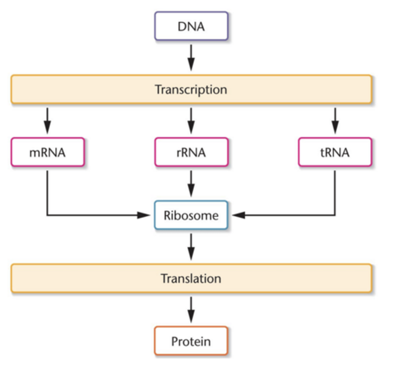 <p>DNA--> RNA--> protein</p><p>- DNA makes RNA (transcription), which makes proteins (translation)</p>