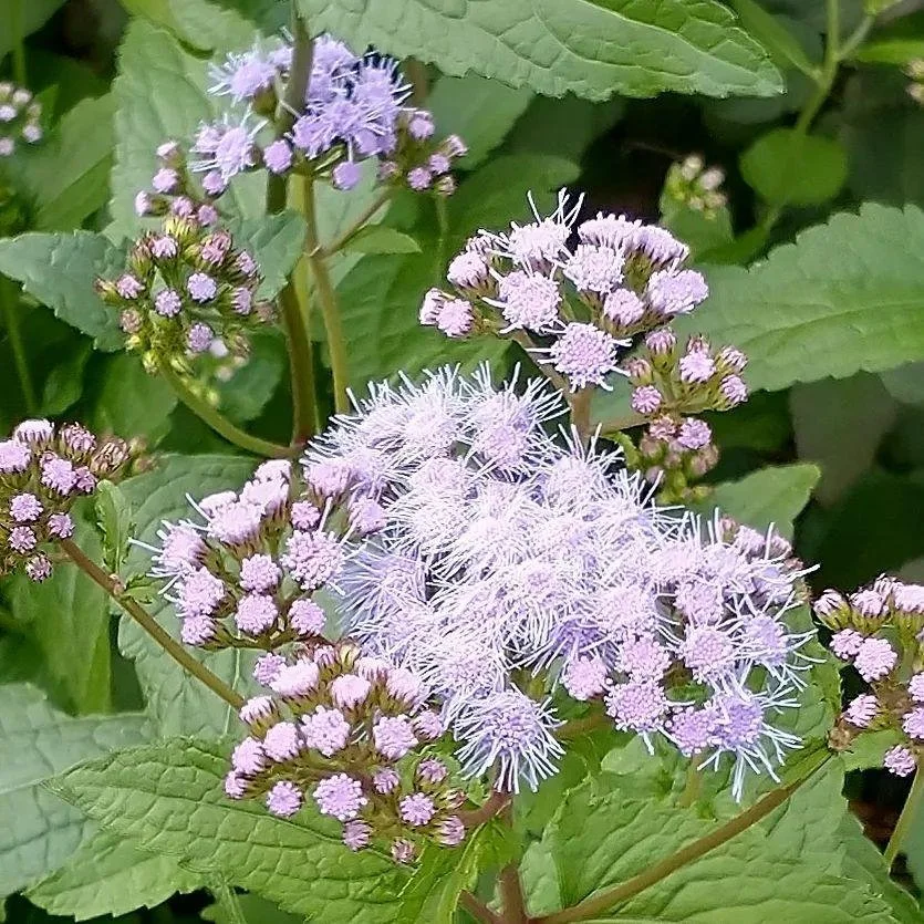 <p>A spreading perennial with fuzzy blue or lavender flower clusters blooming late into fall.</p>