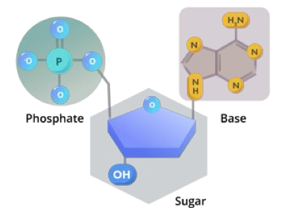 <ol><li><p>nitrogenous base </p></li><li><p>phosphate group </p></li><li><p>sugar</p></li></ol><p></p>