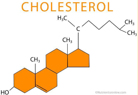 <p class="MsoNormal">Cholesterol</p>