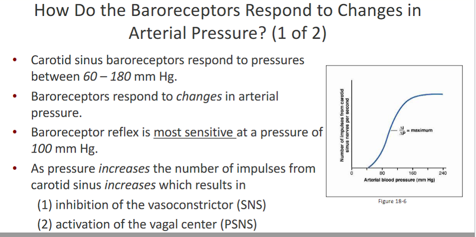 <p>(How Do the Baroreceptors Respond to Changes in Arterial Pressure?)</p><p>what do baroreceptors do?</p><p>at what arterial pressure are baroreceptors most sensitive at? </p>