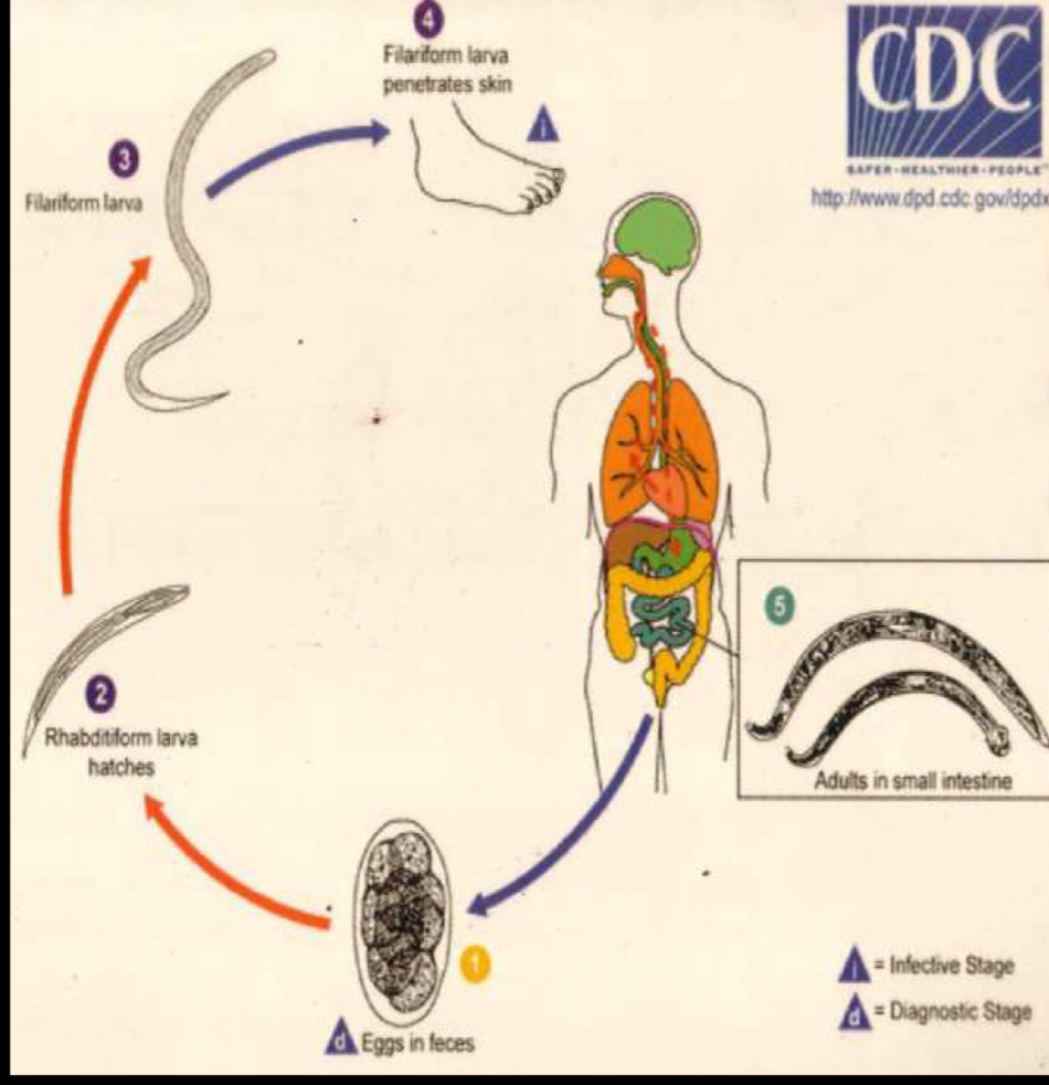 <p>Life cycle?</p>