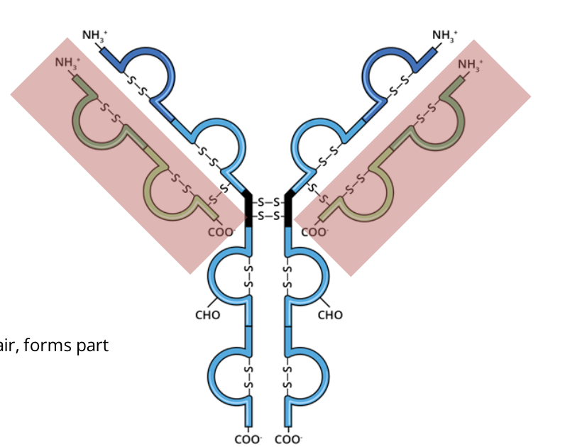 <p>the light chain is a protein subunit that, as one of a pair, forms part of the main antigen binding region of an antibody</p>