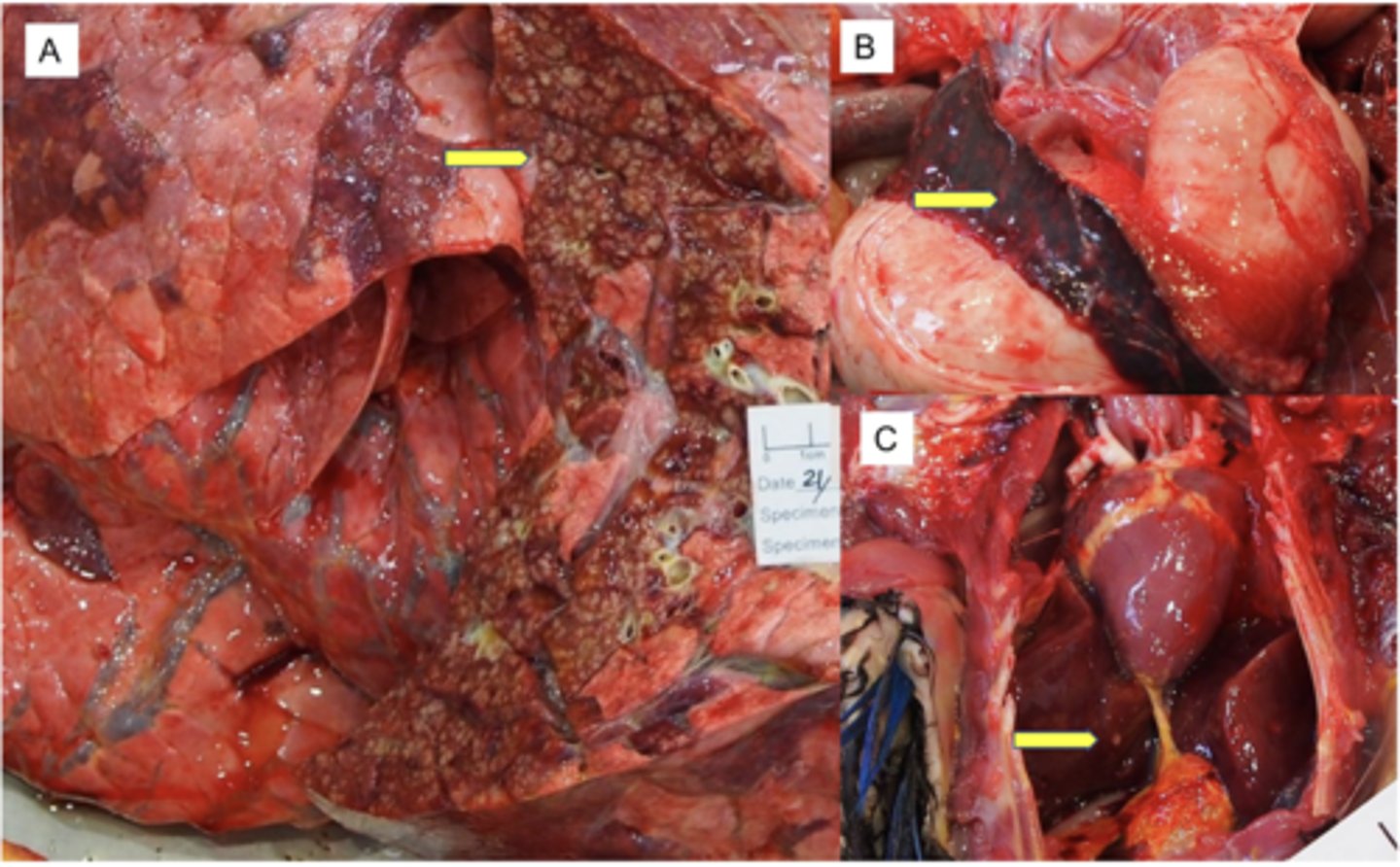 <p>Presence of Multifocal abscesses/granulomas in various Organs in post mortem. Intracellular gram-negative rods in affected tissues. Grows well on common lab media</p>