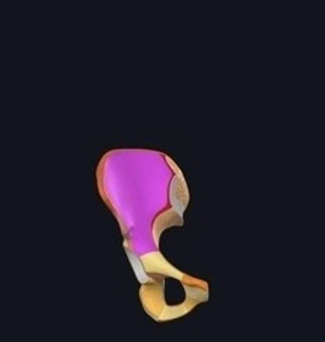 <p>Concave surface of the ilium.</p>