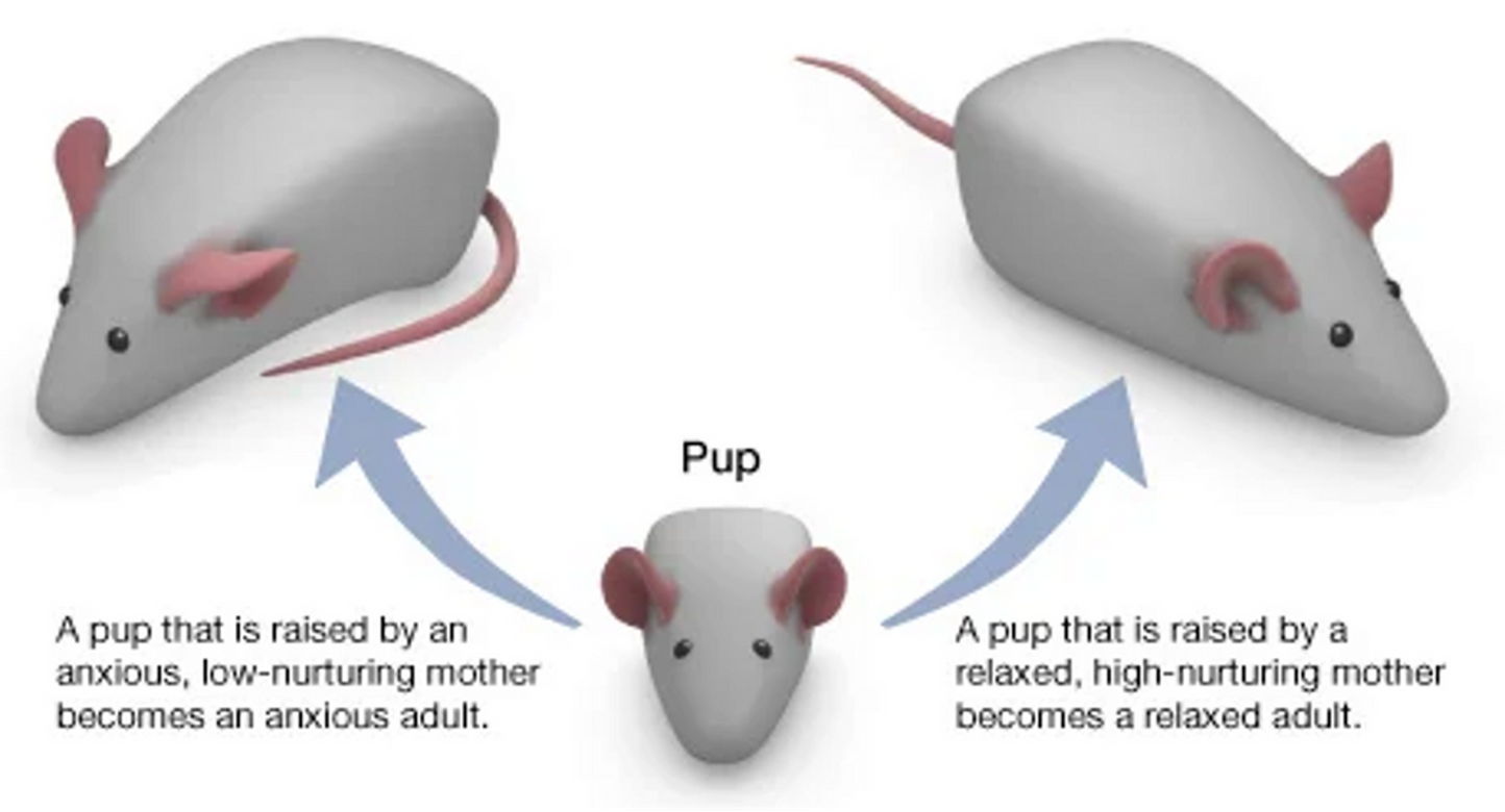 <p><span>•<strong>“Lick Your Rats” Epigenetic Interactive from Moodle:</strong></span></p><p><span>⚬Some mother rats spend a lot of time licking, grooming, and nursing their pups. Others seem to ignore their pups.</span></p><p><span>⚬Highly nurtured rat pups tend to grow up to be calm adults, while rat pups who receive little nurturing tend to grow up to be anxious.</span></p>