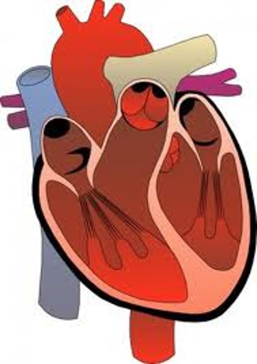 <p>the heart</p>