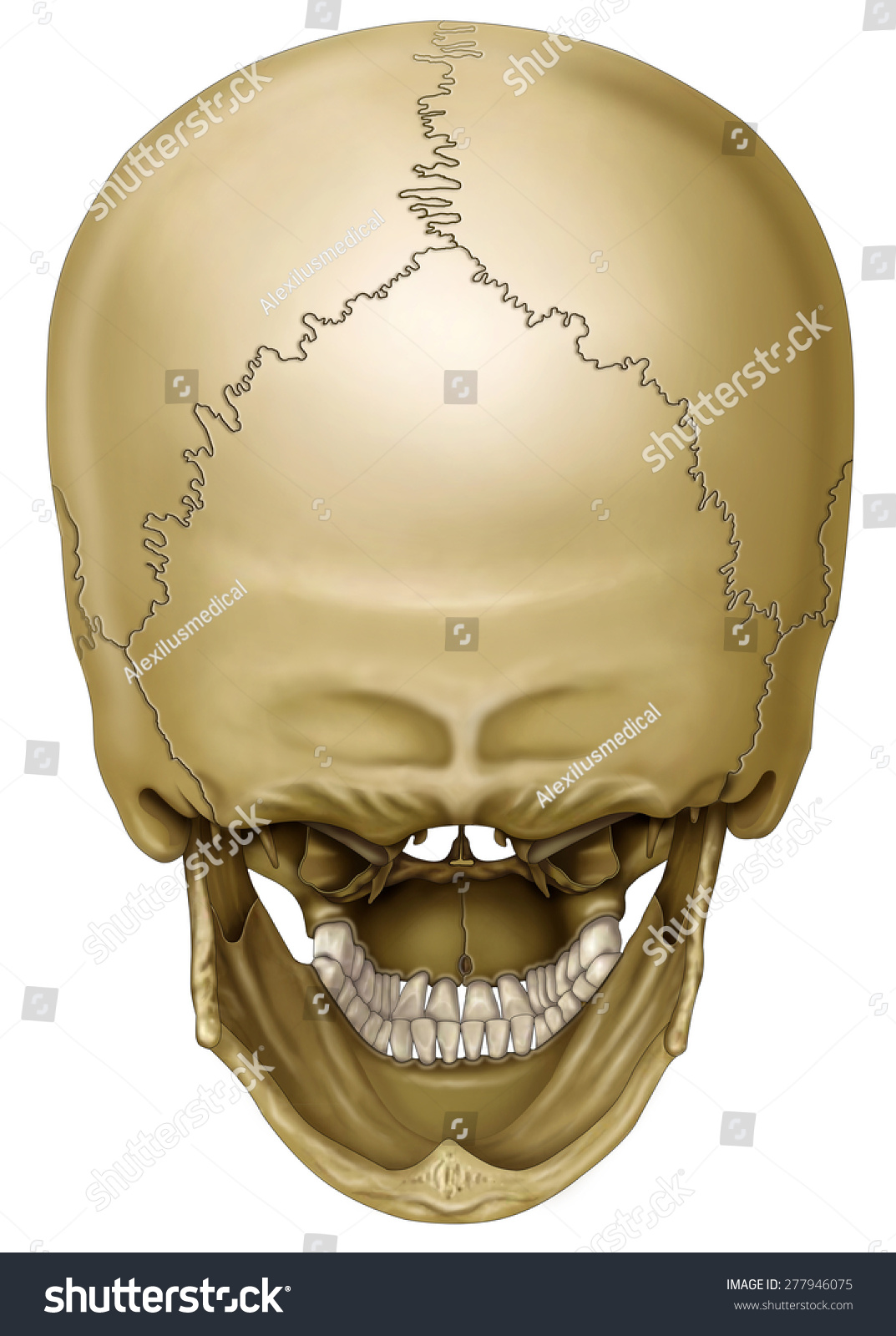 <p>Occipital Bone</p>