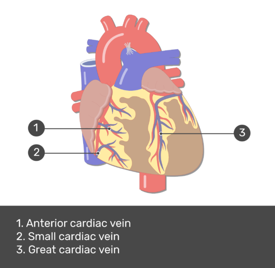 The coronary vein __carries deoxygenated blood out__ of the muscles of the heart.