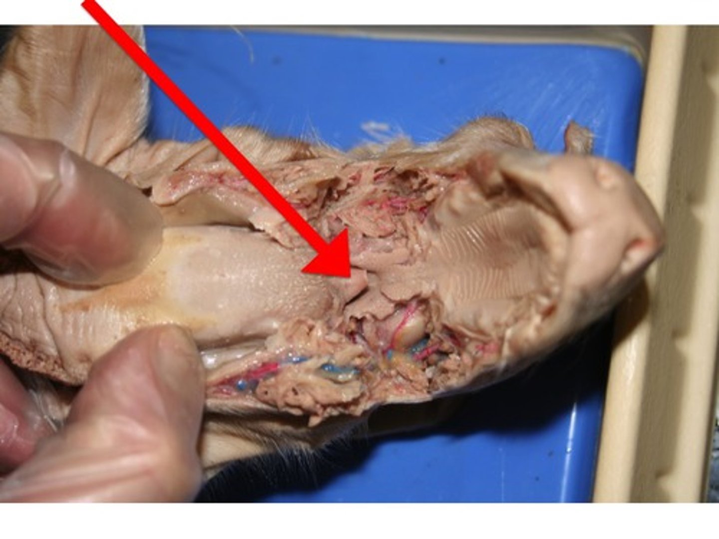 <p>A flap of tissue that seals off the windpipe and prevents food from entering.</p>