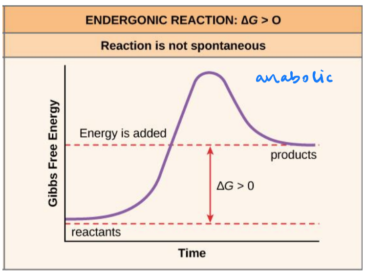 <p>provides the energy for a cell’s endergonic reactions</p><p></p>