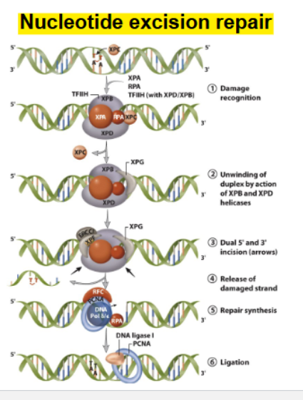 <ul><li><p>structural distortion</p><ul><li><p><strong>nucleotide excision repair</strong></p></li></ul></li></ul><p></p>