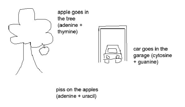 adenine goes with thymine, cytosine goes with guanine (in rna swap thymine for uracil)