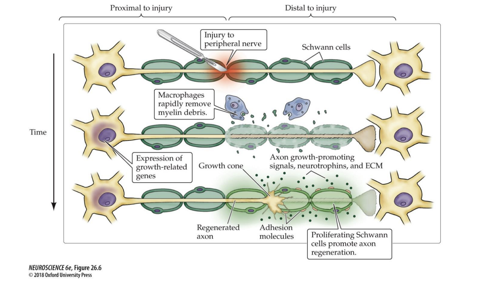 <p>Schwann Cells</p>