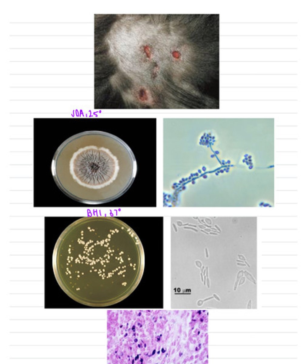 <p>this dog has ulcerative, crusted lesions all over the skin of its head and trunk. we take samples and isolate them both on BHI at 37 degrees and SDA at 25 degrees.</p><p>what is the diagnosis?</p>