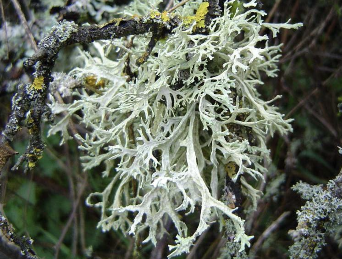 <p>Identificar el líquen</p>