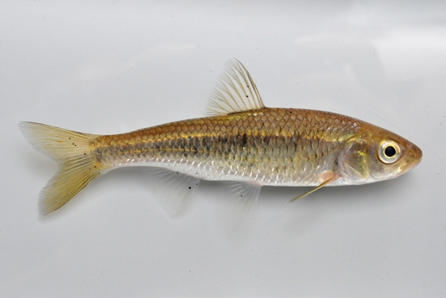 <p>Striped shiner</p>