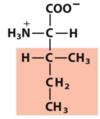 <p>Identify this amino acid</p>
