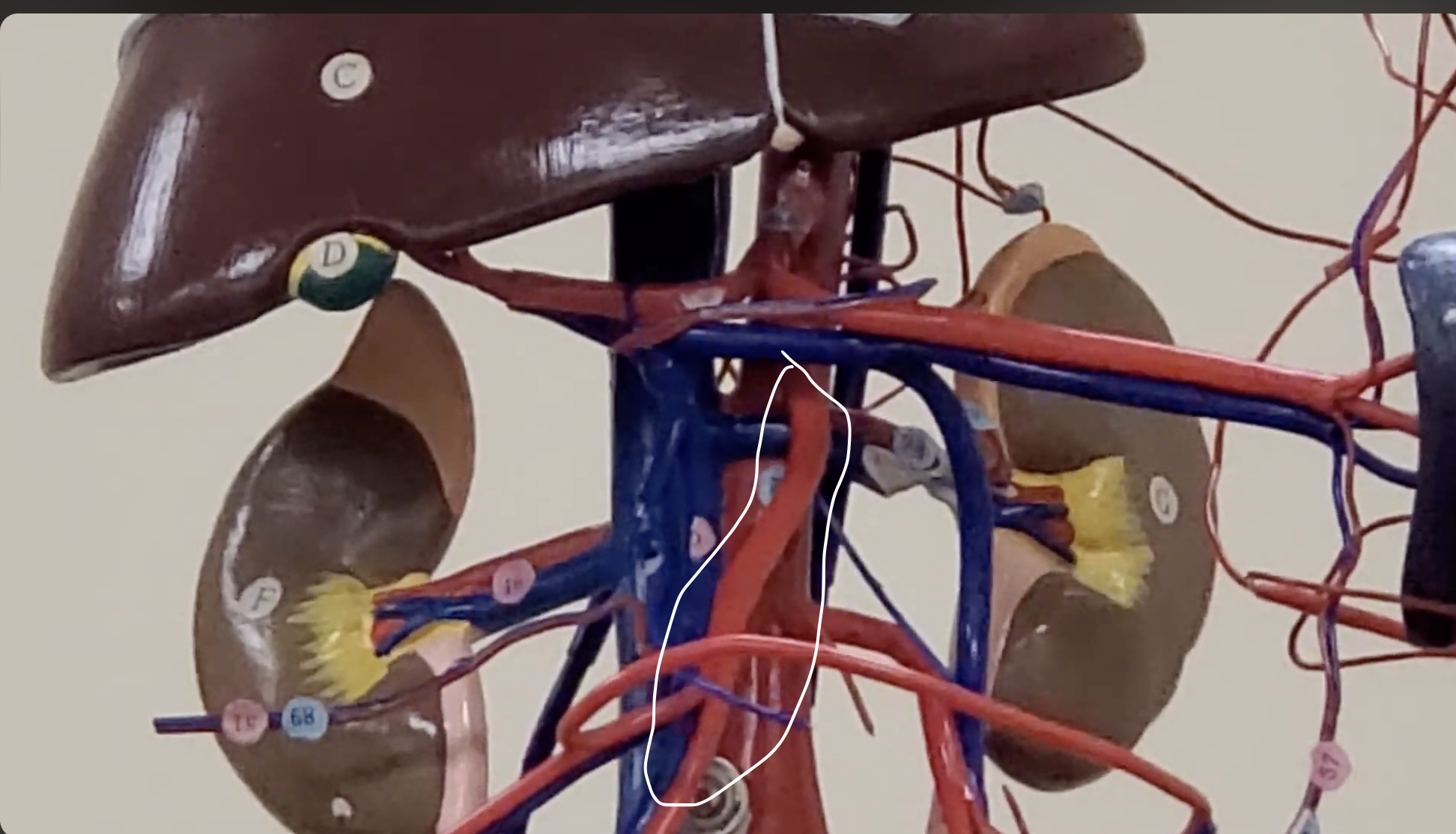 <p>branches out of the celiac trunk</p>