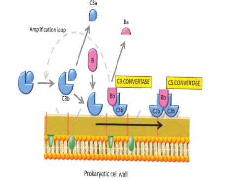 <p>Trigger surface (e.g. bacterial cell wall) permits deposition from C3b</p><p>C3b is generated form the thick over phase</p><p>C3 in extracellular fluid is hydrolized spontaenously in C3b + C3a</p><p>C3b on healthy cells inactived by MCP(CD46) and DAF(CD59)<br>C3 convertase: factor B binds C3b. B is cleaved by factor D into Bb and Ba. C3bBb is formed</p><p>Properdin stabilizes the C3bBb complex</p><p>endproduct is C5 convertase: C3bBbC3b</p><p>C5 convertase cleaves C5 in C5a and C5b</p>