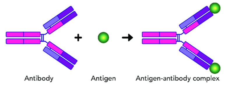 <p><strong>Formation of Antigen-Antibody Complex</strong></p><p class="MsoListParagraphCxSpFirst">The antibody can recognise the complimentary antigen it was manufactured for and bind with it at specific active sites. The two molecules to fit together, forming antigen-antibody complex that can inactivate the activity of the pathogen.</p>