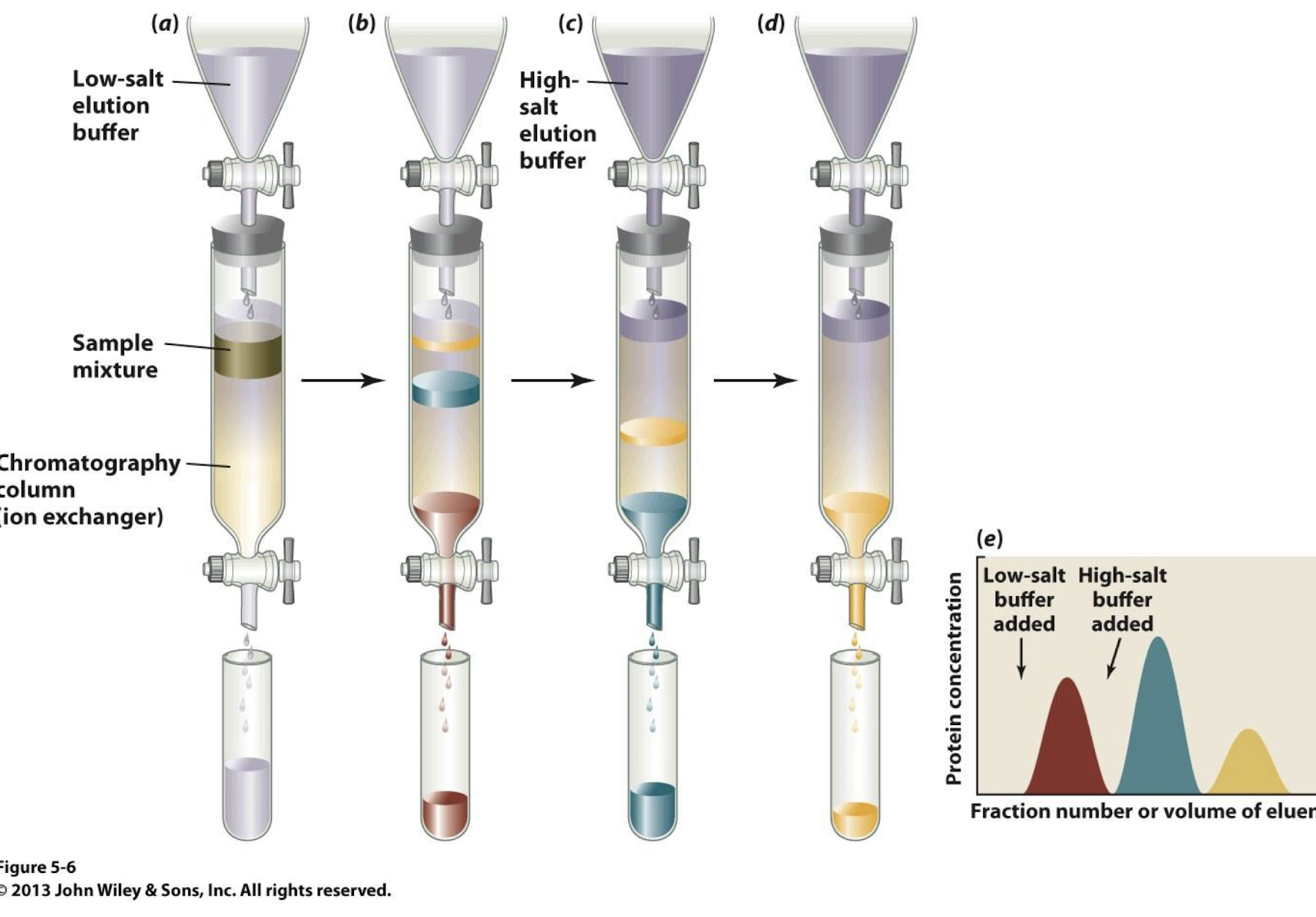 <p><strong>- anion-exchange<br>- cation-exchange</strong></p>