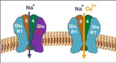 <p>what are AMPA receptors formed as </p>