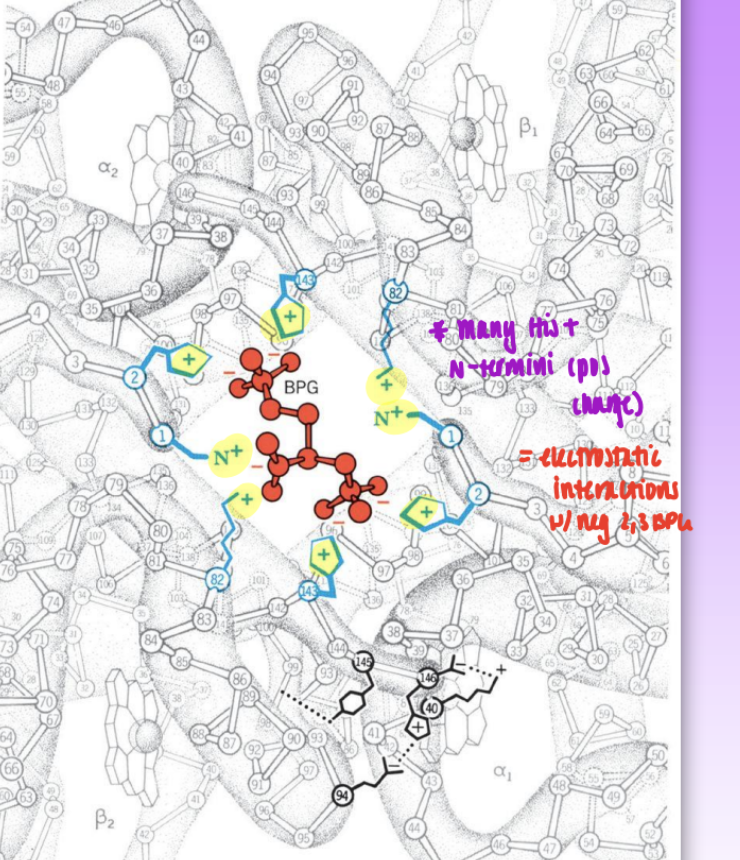<ul><li><p>one 2,3-BPG molec binds per Hb tetramer</p></li><li><p>highly neg charged molec = net charge of -5</p></li><li><p>BPG binding pocket lined w/ pos charge = electrostatic interactions</p><ul><li><p>Lys, His, N-termini</p></li></ul></li><li><p>2,3 BPG pref binds to deoxyHb</p><ul><li><p>central cavity is too small in oxyHb to for BPG to bind</p></li></ul></li><li><p>higher BPG = increased p50 = weaker binding = reduced affinity for for O2</p></li></ul><p></p>