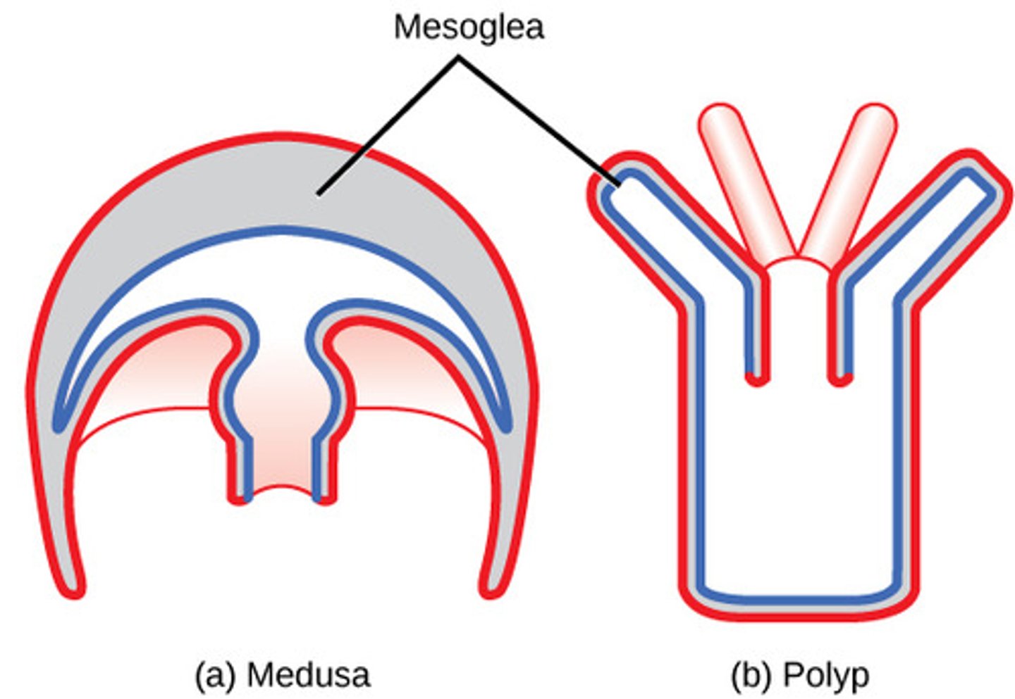 <p>polyp and medusa</p>