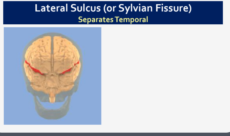 <p>Temporal Lobe</p>