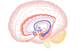 <p>Limbic system </p>