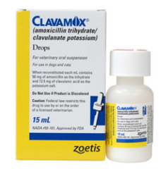 <p>Amoxicillin</p>
<p>Note: Clavulanic acid will increase the penicillin's ability to kill beta–lactamase producing bacteria</p>