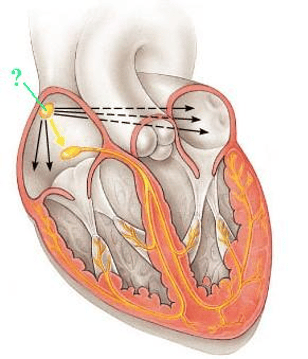 <p>Identify the indicated portion of the intrinsic conduction system of the heart.</p>