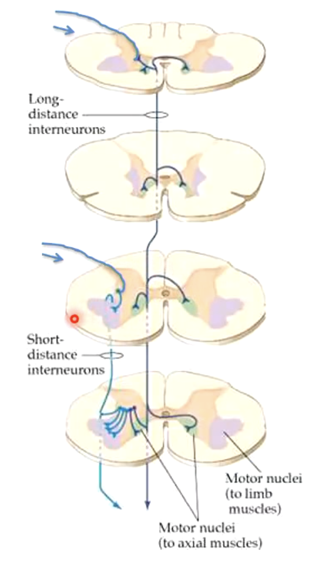 <p>(ascending or descending) carries afferent signals to efferents located one or more spinal segments above or below its origin</p><ul><li><p>can excite/inhibit multiple levels of spinal cord both ipsilateral and contralateral</p></li></ul><p></p>