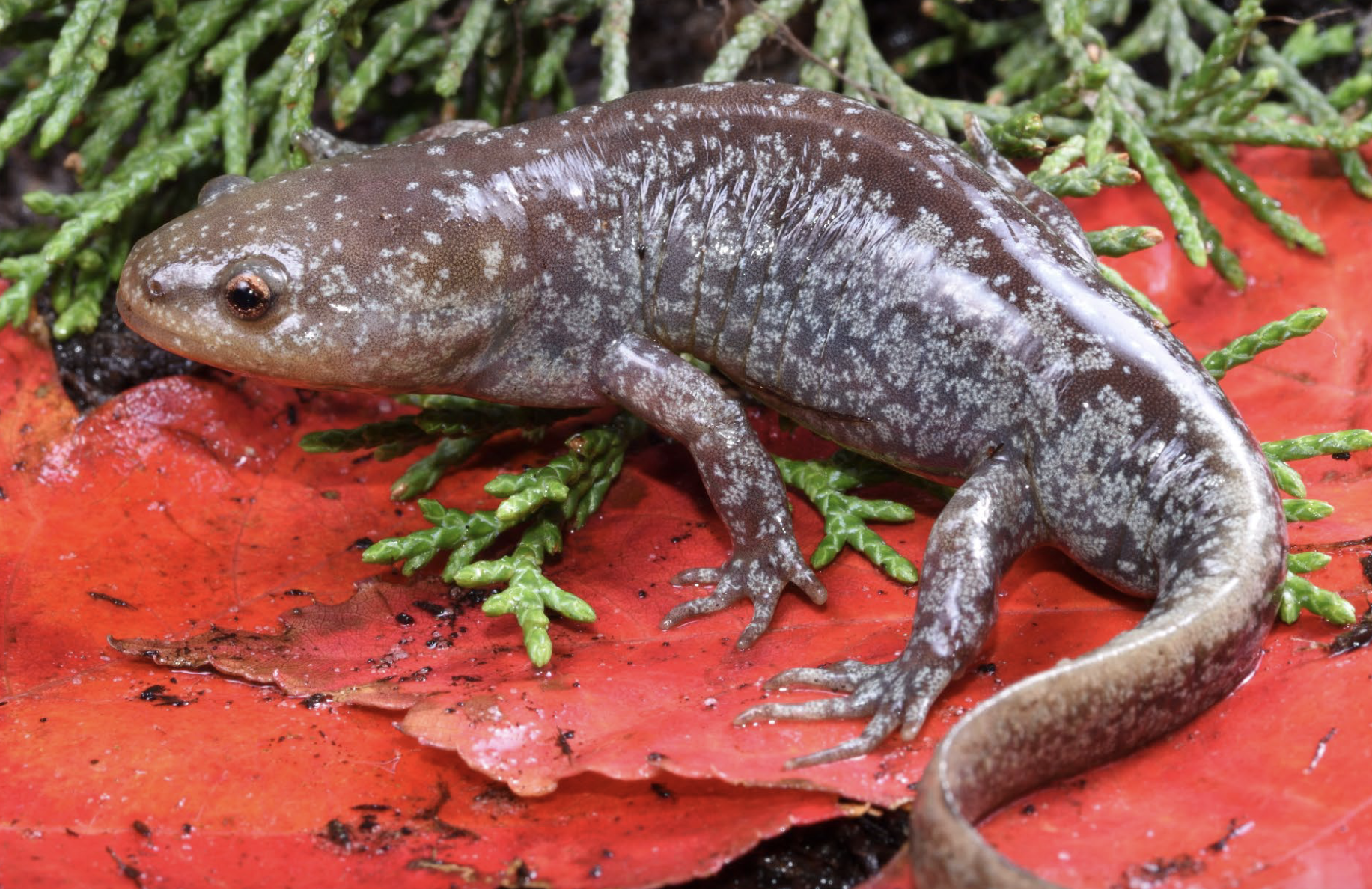 <p>Ambystoma talpoideum </p>