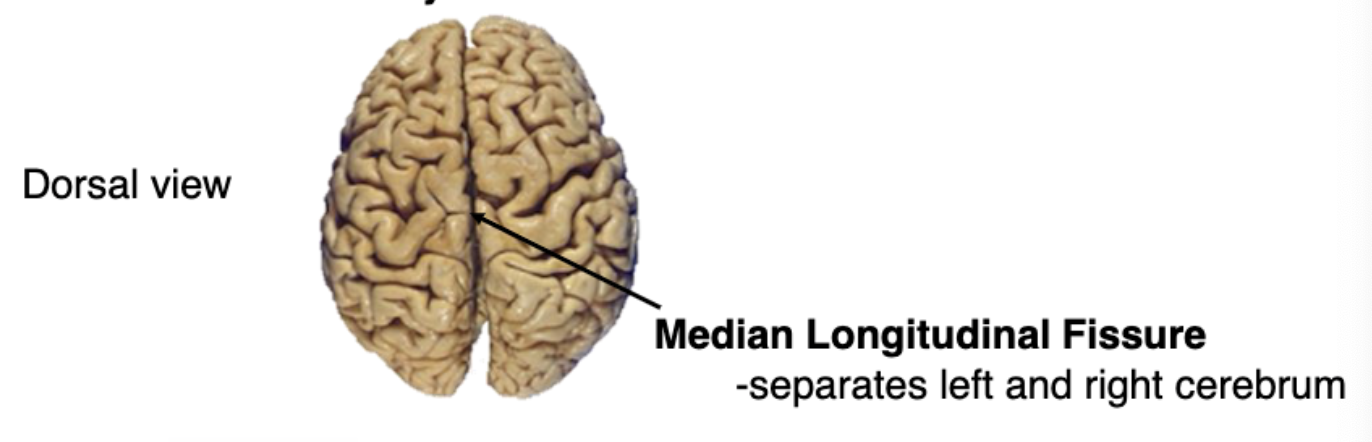 <p>median longitudinal fissure</p>