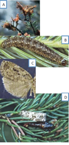 <p>-High frequency, short duration<br>-Outbreaks happen every 8-10 yrs, last for 3-5 yrs<br>-outbreaks decline when heavy defoliation reduces pollen cones: young larvae depend on pollen cones for refuge and food</p>