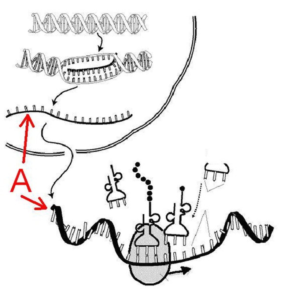<p>Messenger RNA - carries codons from nucleus to ribosome and is "read" to indicate what amino acids will be used to create the polypeptide chain</p>