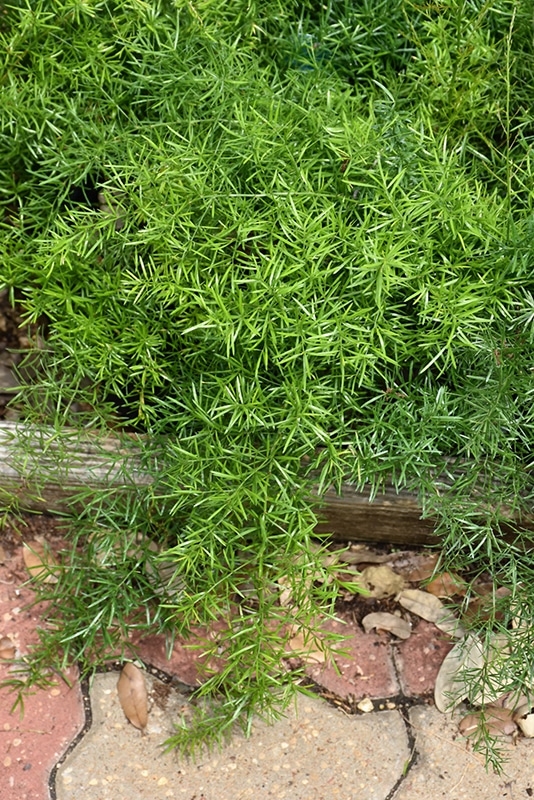 <p>Asparagus ‘Sprengeri’ Fern</p>