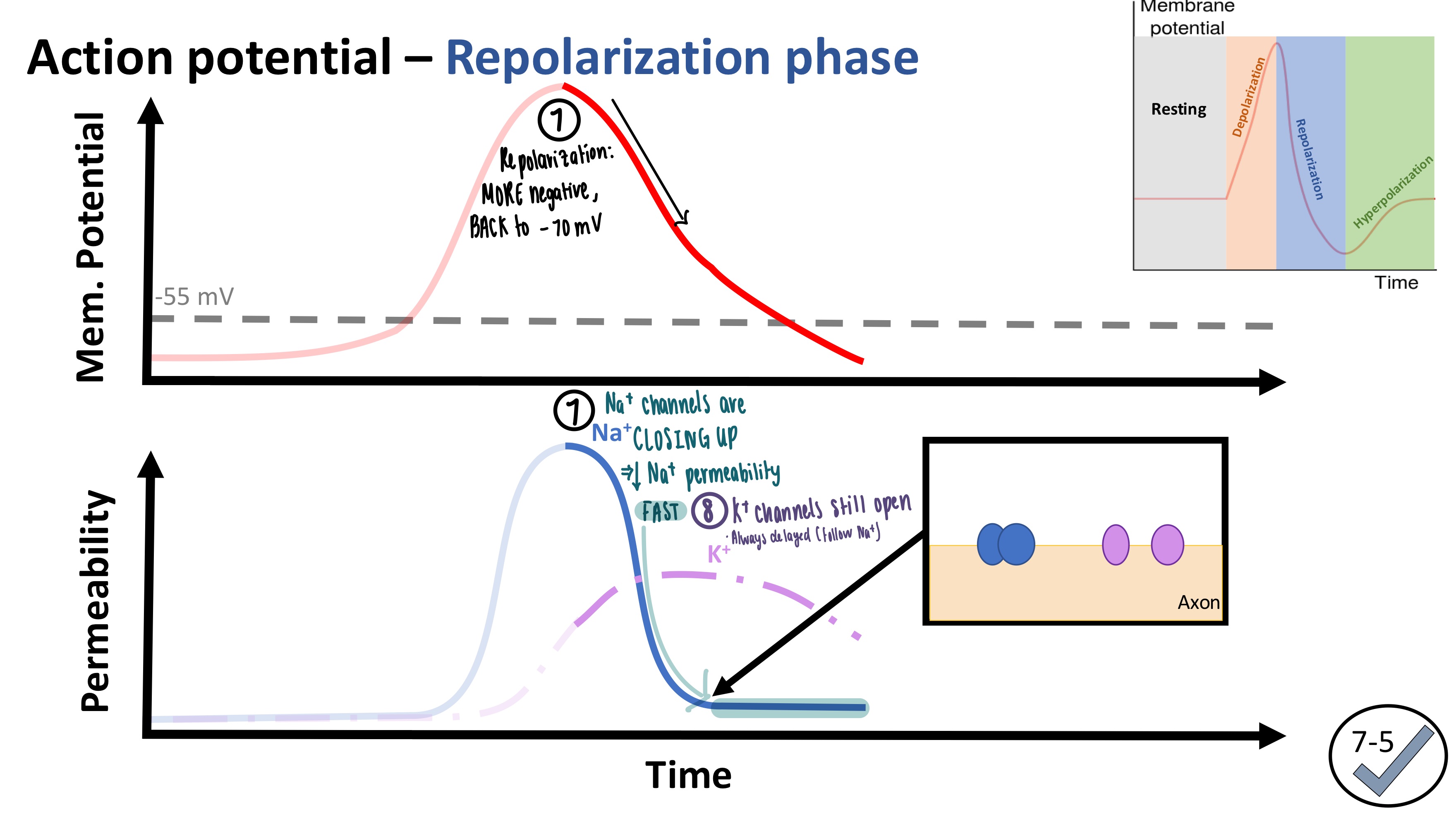 <p><strong>Membrane Potential starts to decrease</strong></p><ol><li><p>Na<sup>+</sup> voltage-gated channels CLOSE UP</p><ul><li><p>DECREASE Na<sup>+</sup> permeability QUICKLY</p></li></ul></li><li><p>K<sup>+</sup> voltage gate channels are still open</p><ul><li><p>always delayed </p></li><li><p>K<sup>+</sup> ions are still escaping &amp; decreasing the membrane potential</p></li></ul></li></ol><p></p>