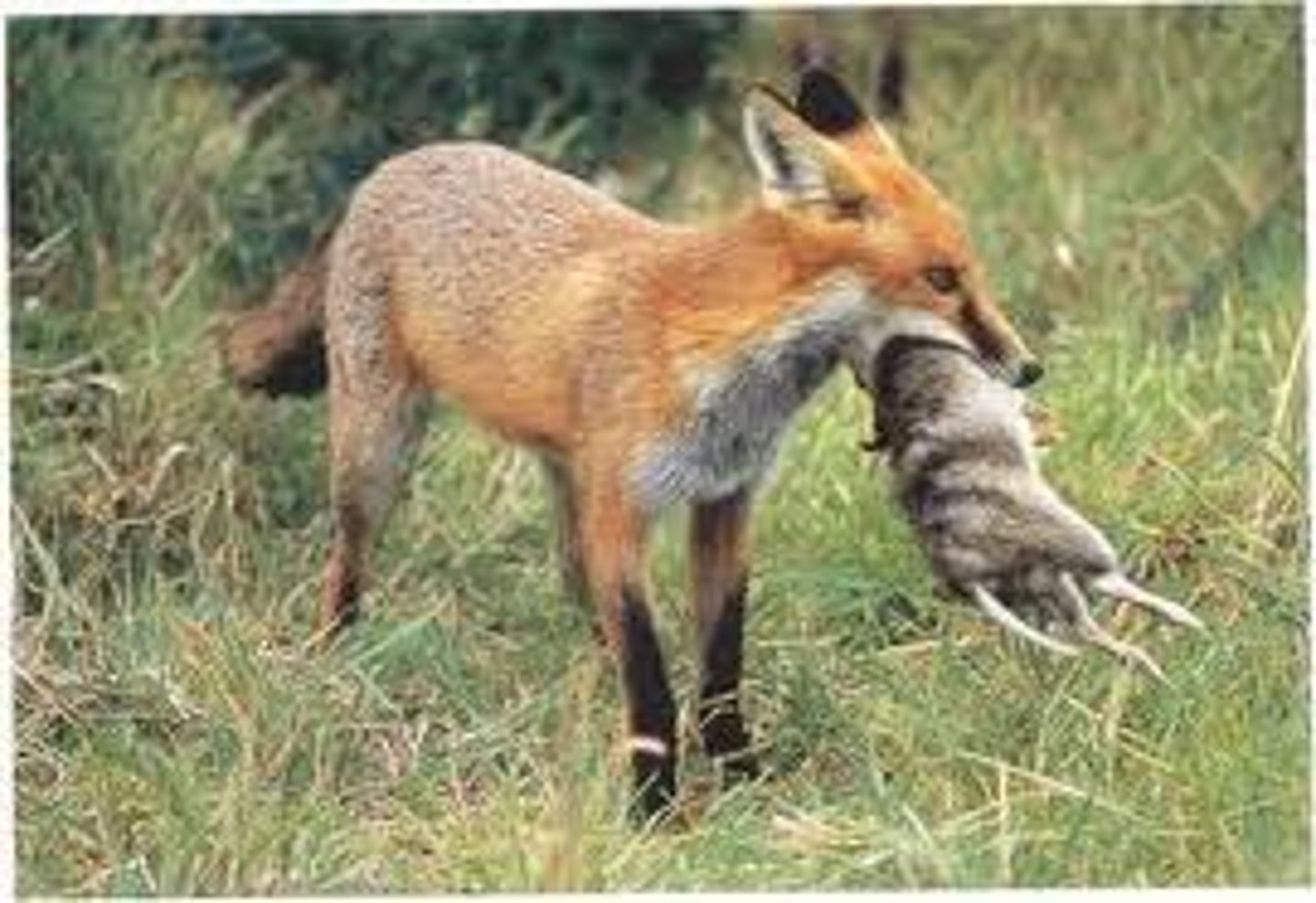 <p>When one organism (the predator) hunts and eats another (the prey).</p>