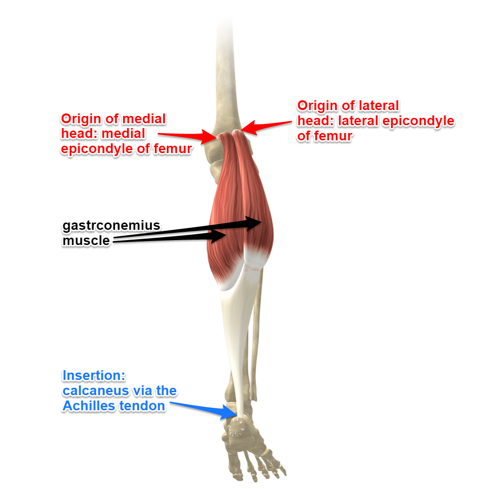 <p>origin: medial + lateral condyles of <strong>femur</strong></p><p>insertion: calcaneus </p><p>action: plantar flexes foot when leg is extended, crosses knee joint thus can flex leg (when foot is dorsiflexed)</p>