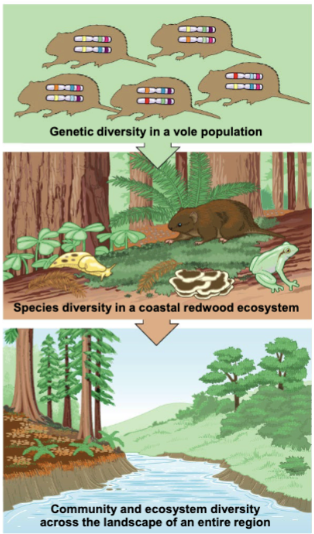 <ol><li><p>genetic diversity</p></li><li><p>species diversity</p></li><li><p>ecosystem/landscape diversity</p></li></ol><p></p>