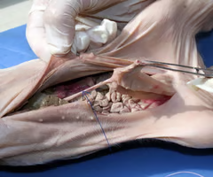 <p>What is the arrow pointing to? What’s it function? </p>