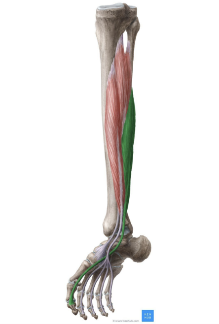 <p>MUSCLE:</p><p>ORIGIN:</p><p>INSERTION:</p><p>NERVE:</p><p>ACTION:</p>