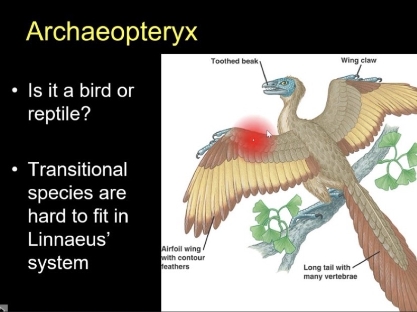 <p>What kind of species is this weird bird that is hard to fit into Linnaeus system?</p>
