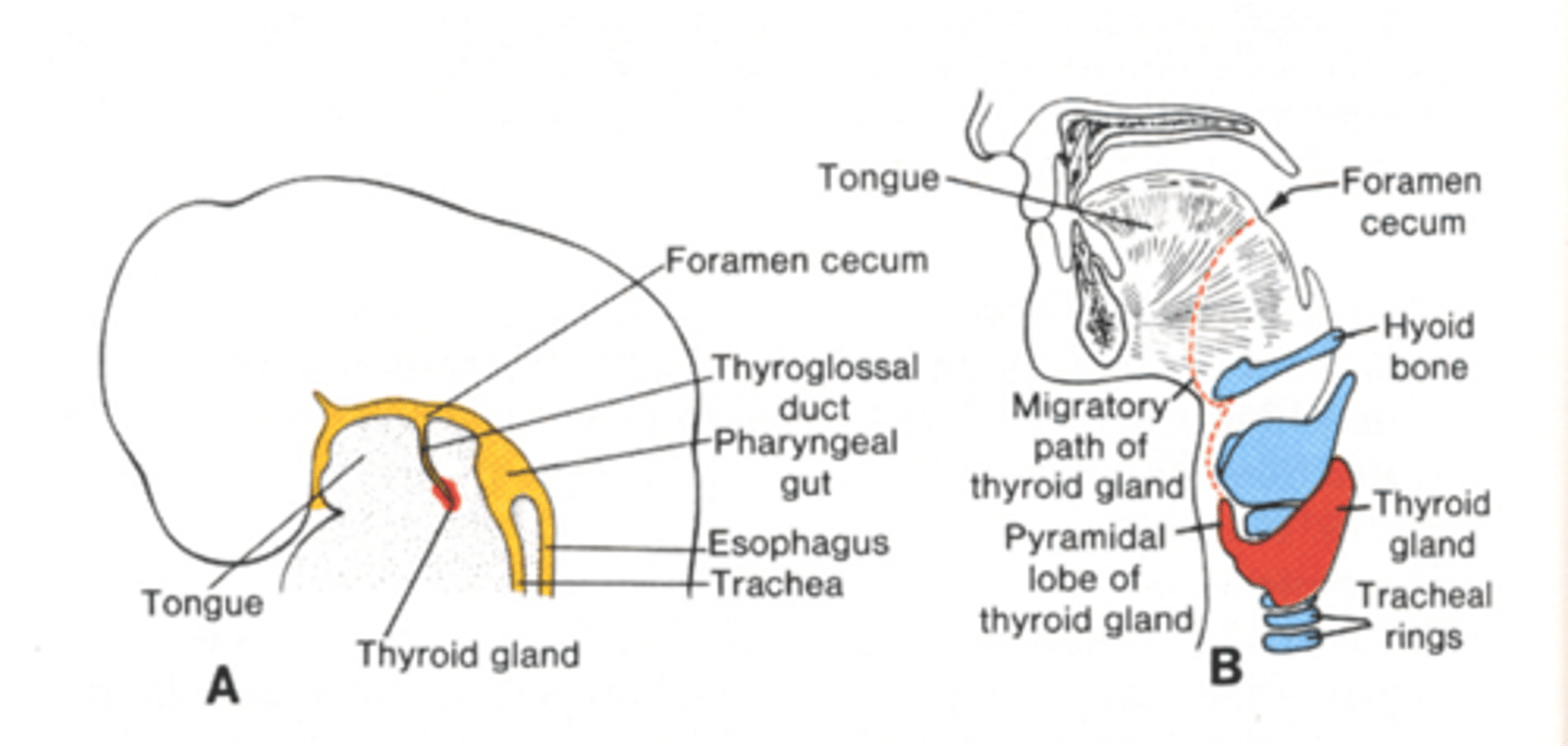 <p>How does the Thyroid begin to grow in Embryology?</p>