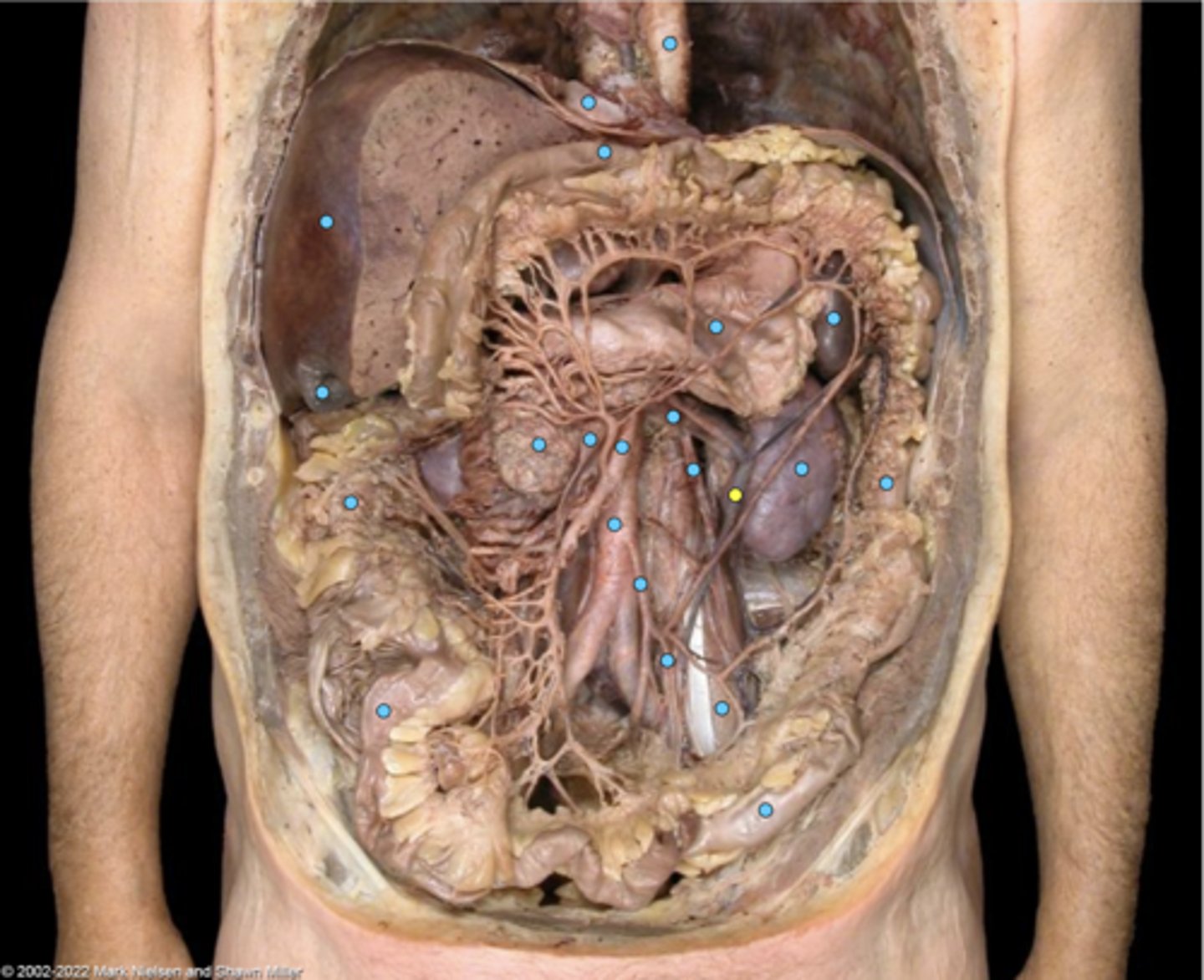 knowt flashcard image
